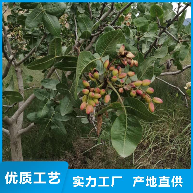 【开心果】_蓝莓苗厂家批发价