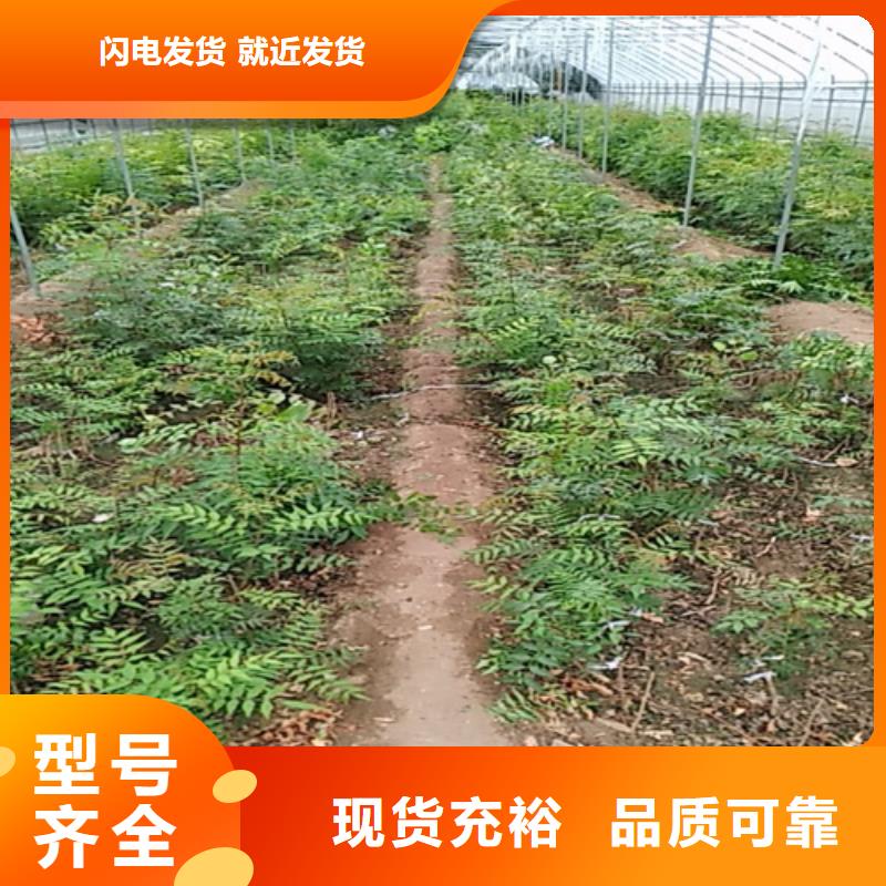 开心果桃树苗放心选购