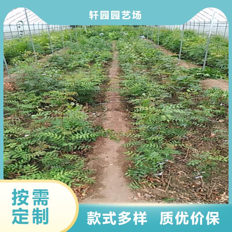 开心果-梨树苗从源头保证品质