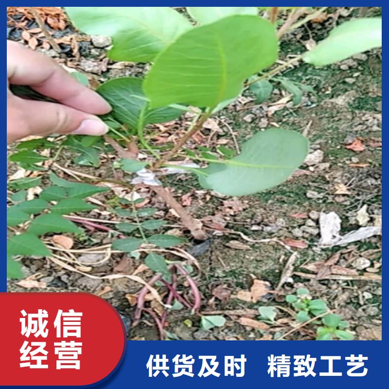 开心果桃树苗放心选购