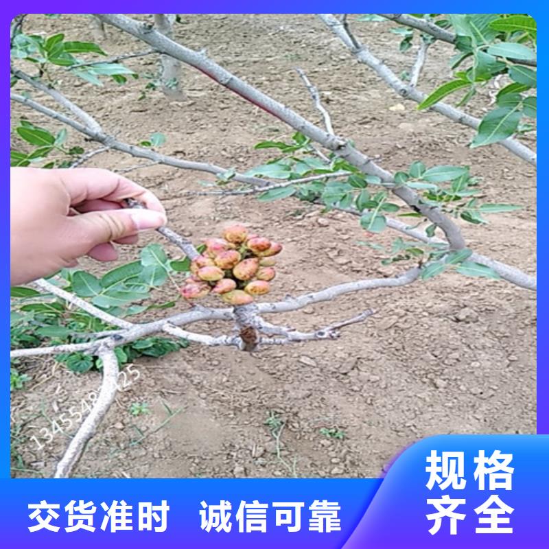 开心果桃树苗放心选购