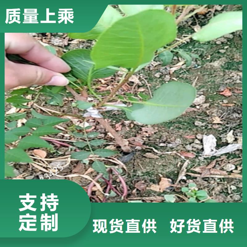 开心果桃树苗放心选购