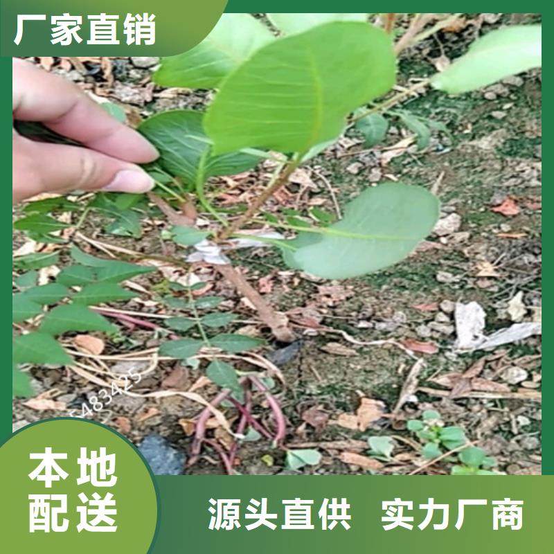 开心果桃树苗放心选购