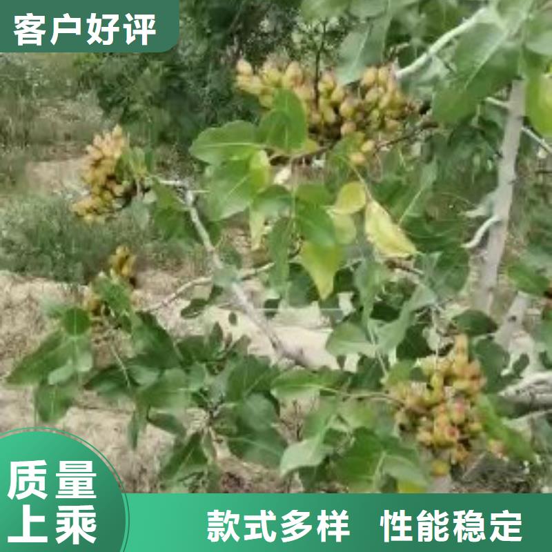 开心果-梨树苗从源头保证品质