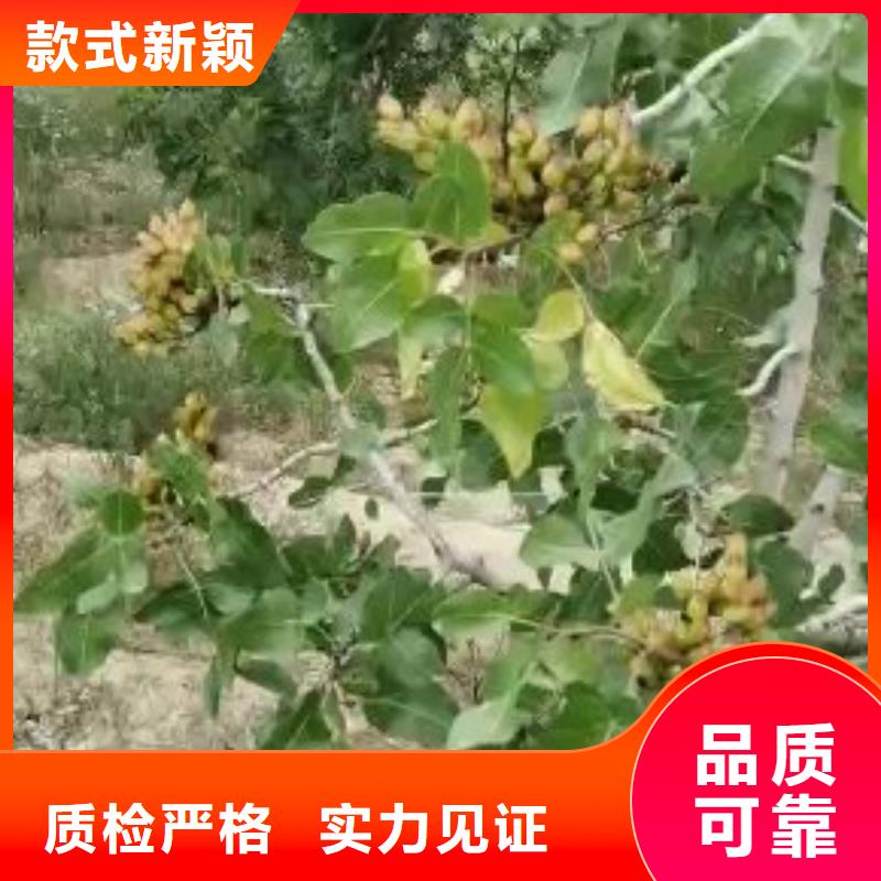 开心果桃树苗放心选购
