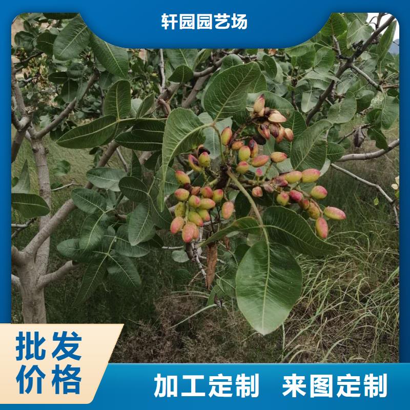开心果桃树苗放心选购