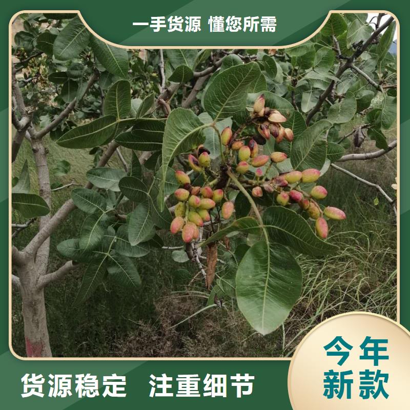 开心果桃树苗放心选购