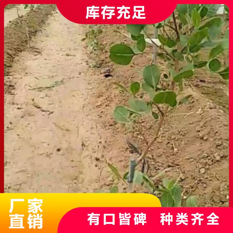 开心果桃树苗放心选购