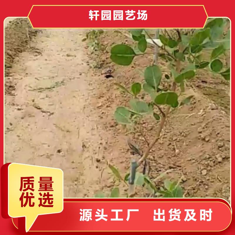 开心果桃树苗放心选购