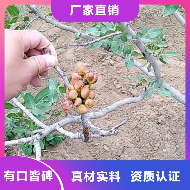 开心果桃树苗放心选购