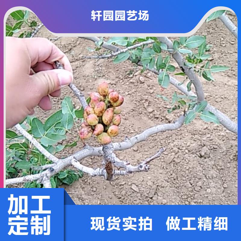 开心果桃树苗放心选购