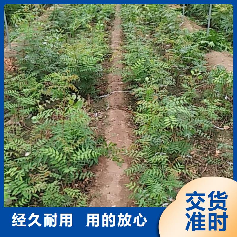 开心果-梨树苗从源头保证品质