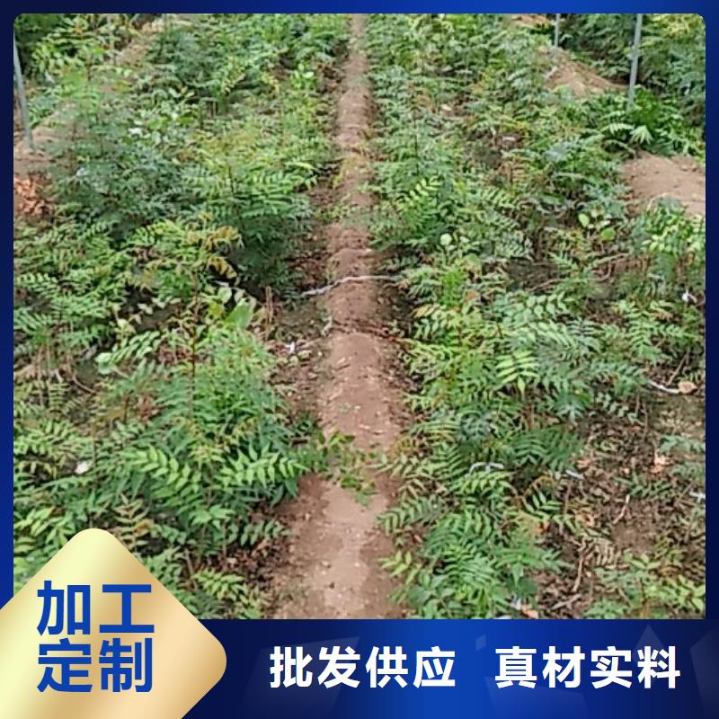 开心果桃树苗放心选购