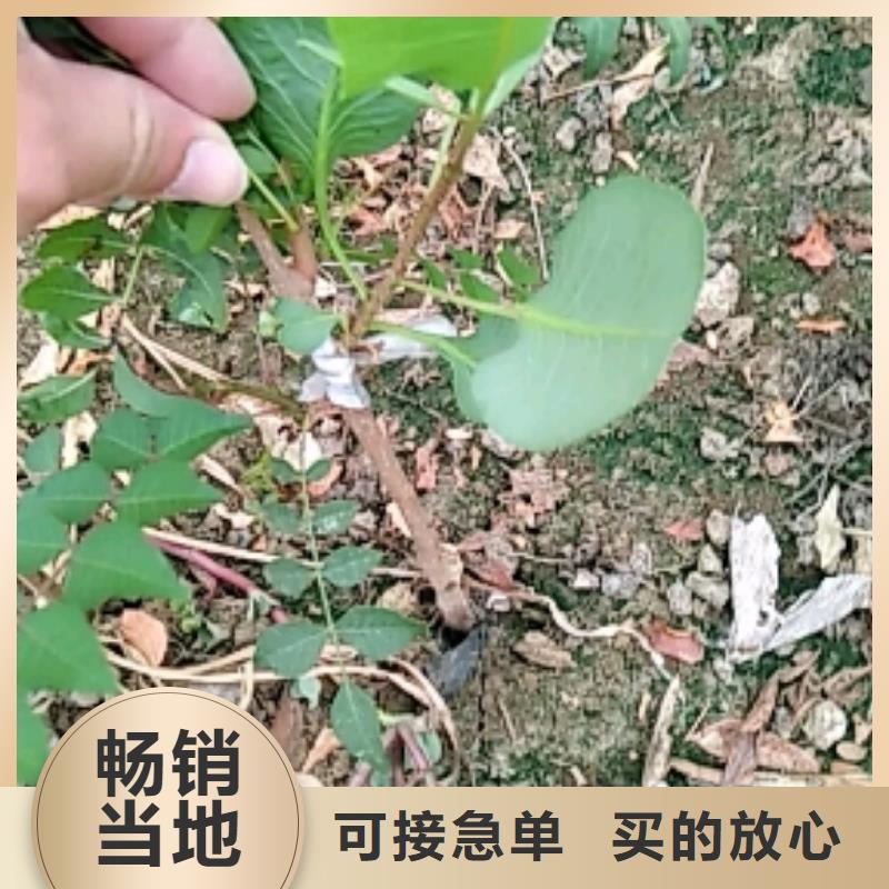 开心果桃树苗放心选购