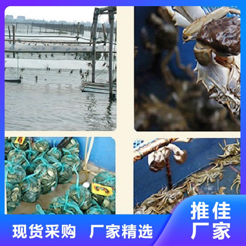 苏州阳澄湖大闸蟹那家实惠好吃
