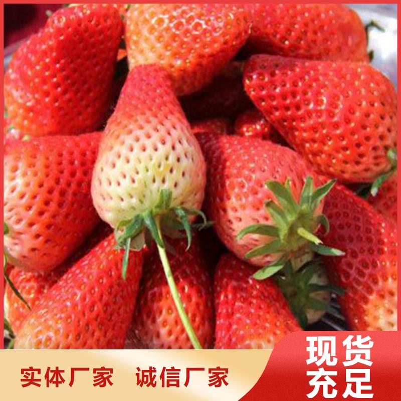 草莓苗-黄桃树苗产品优势特点