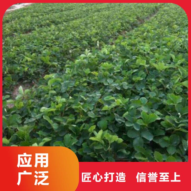 【草莓苗樱桃苗基地信誉至上】
