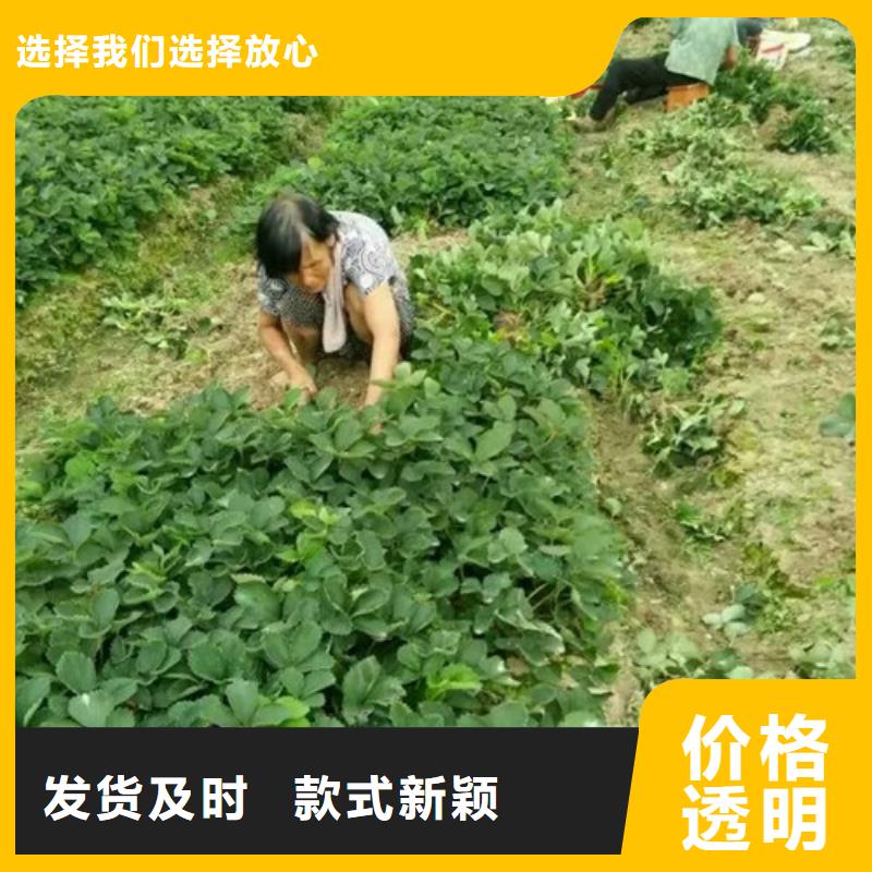 草莓苗大棚草莓苗每个细节都严格把关