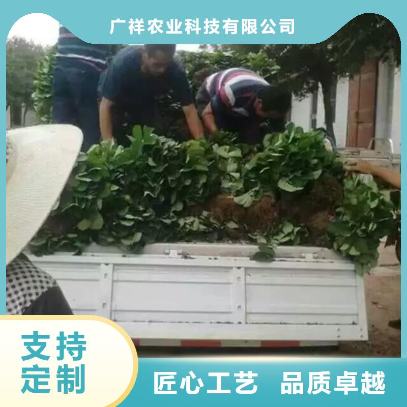 草莓苗果树苗批发基地价格实惠工厂直供