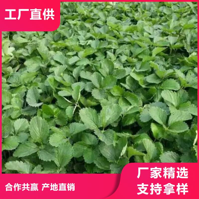 草莓苗-黄桃树苗产品优势特点