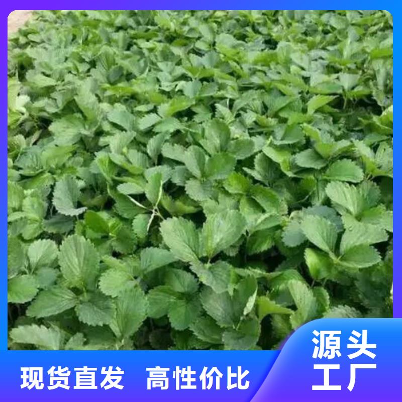 草莓苗桃树苗优选原材