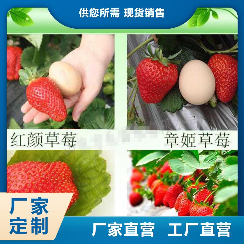 草莓苗,苹果苗交货准时