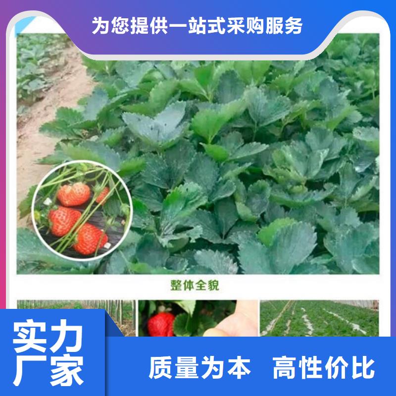 草莓苗天仙醉草莓苗保障产品质量