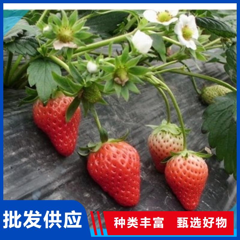 草莓苗草莓苗价格工厂价格