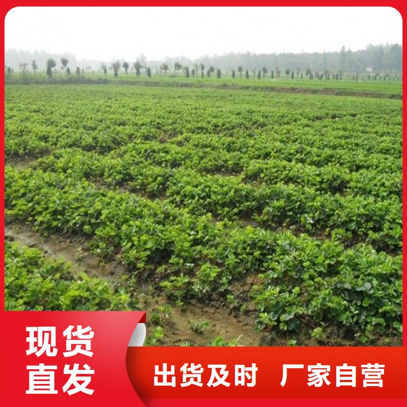 【草莓苗】板栗苗设计制造销售服务一体