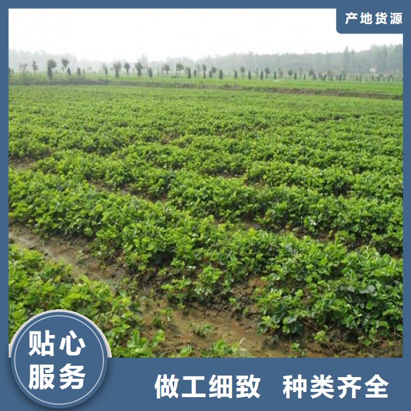 草莓苗草莓苗价格放心选购