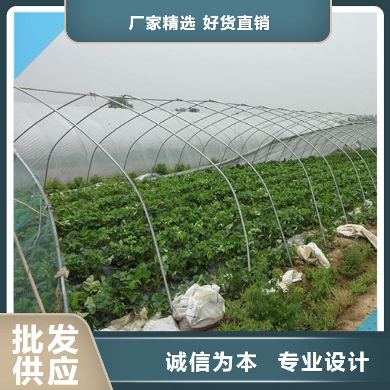 【草莓苗】-草莓苗价格匠心制造