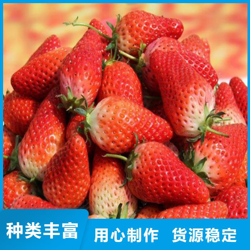 草莓苗果树苗批发基地价格实惠工厂直供