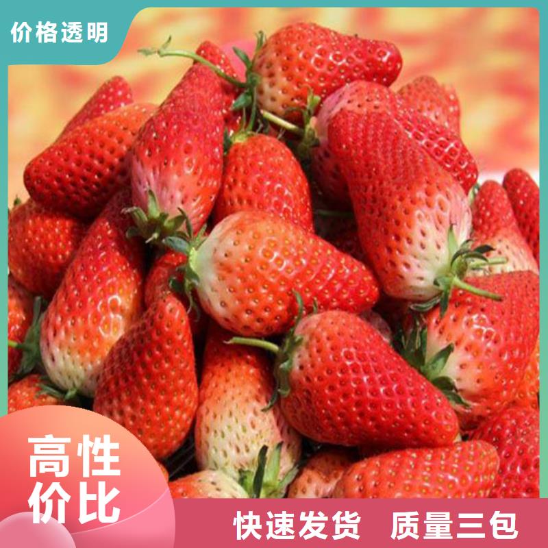 【草莓苗】大棚草莓苗我们更专业