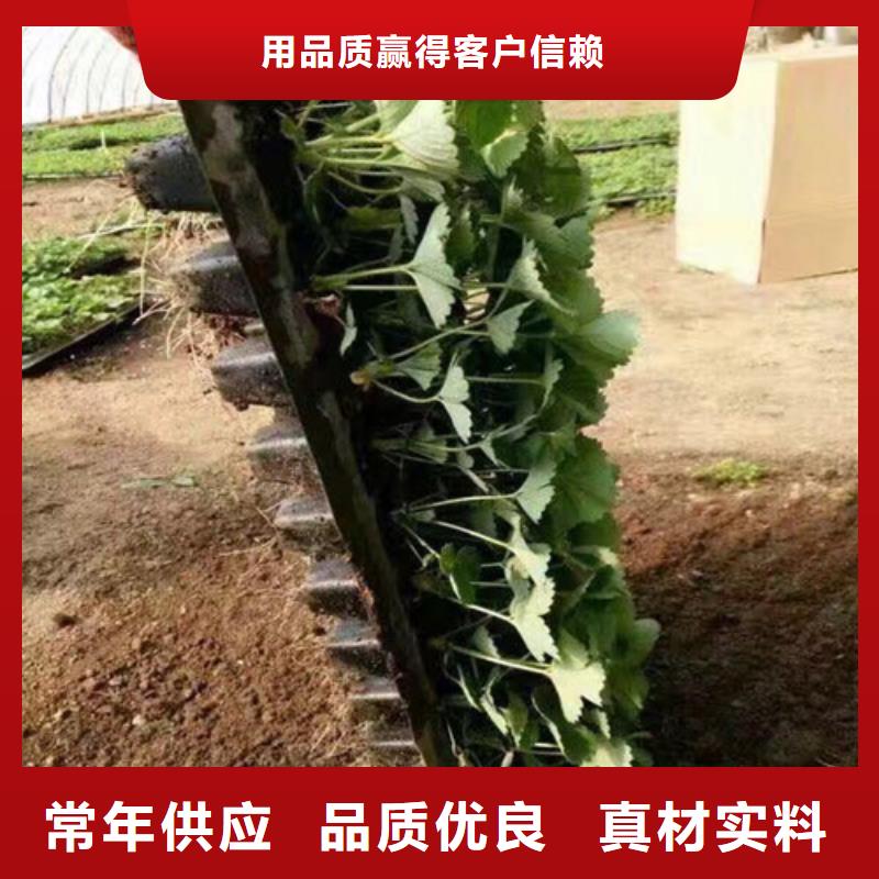 【草莓苗樱桃苗基地信誉至上】