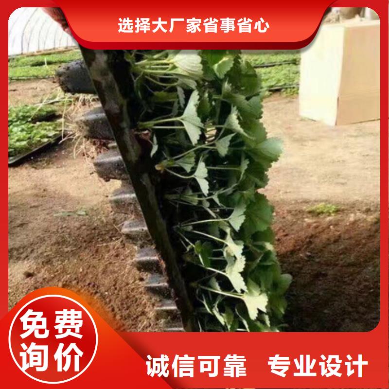 草莓苗-【葡萄苗基地】N年专注