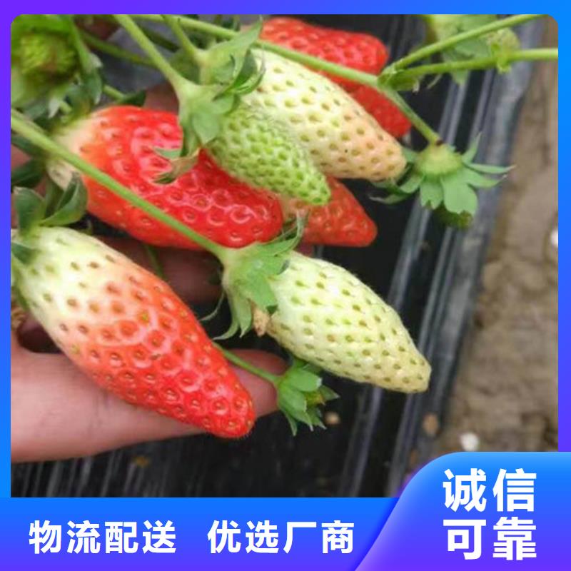 草莓苗大棚草莓苗专业信赖厂家