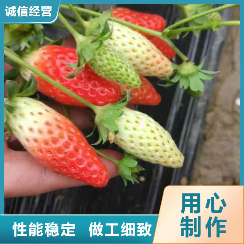 草莓苗桃树苗供您所需