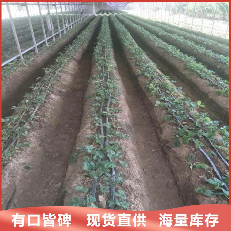 草莓苗-黄桃树苗产品优势特点