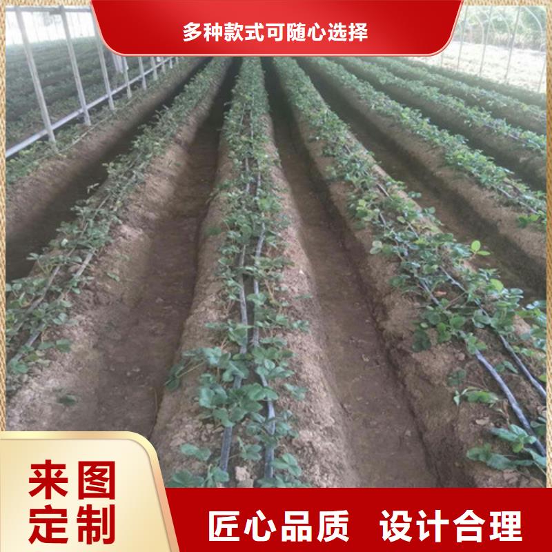 草莓苗草莓苗价格放心选购