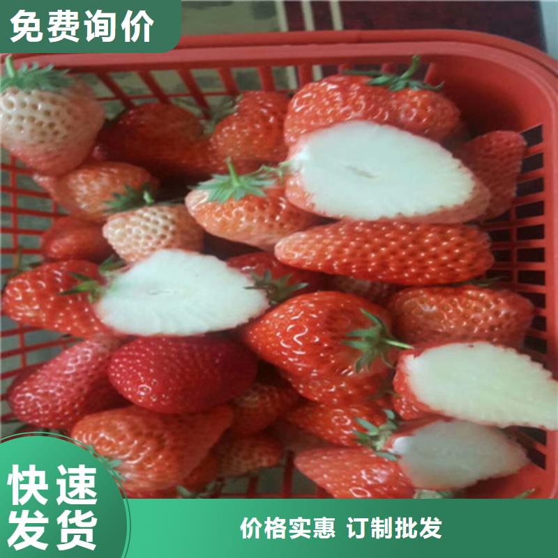 草莓苗天仙醉草莓苗保障产品质量