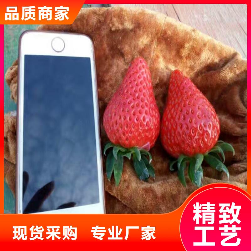 【草莓苗】苹果苗优质工艺