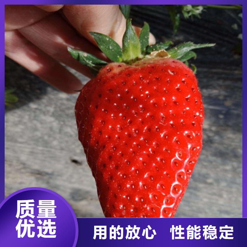 草莓苗大棚草莓苗每个细节都严格把关
