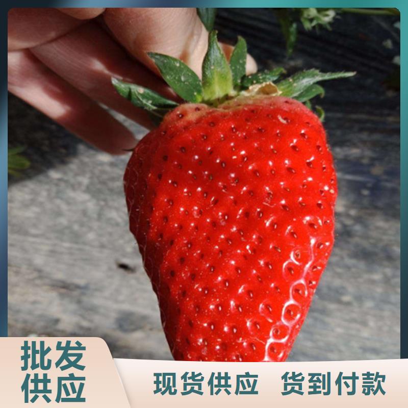 草莓苗大棚草莓苗定制速度快工期短