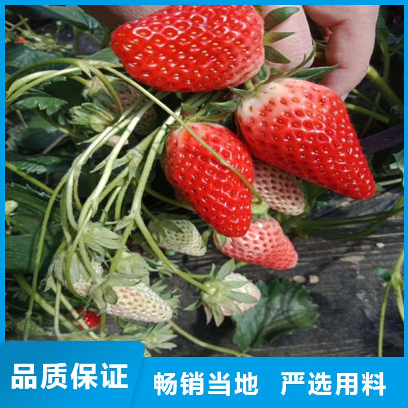 【草莓苗】黄金苹果树苗准时交付