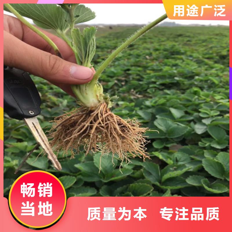 【草莓苗桃树苗基地的图文介绍】