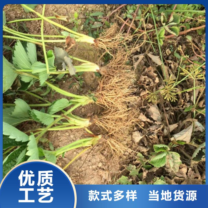 草莓苗,大棚草莓苗原厂制造