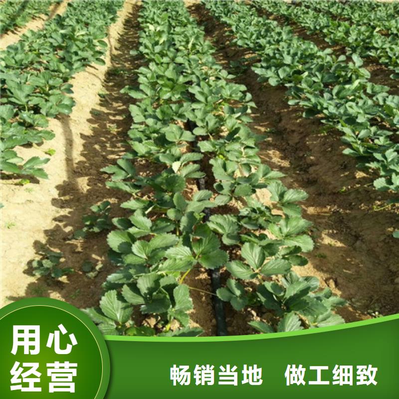 草莓苗-梨树苗好品质选我们