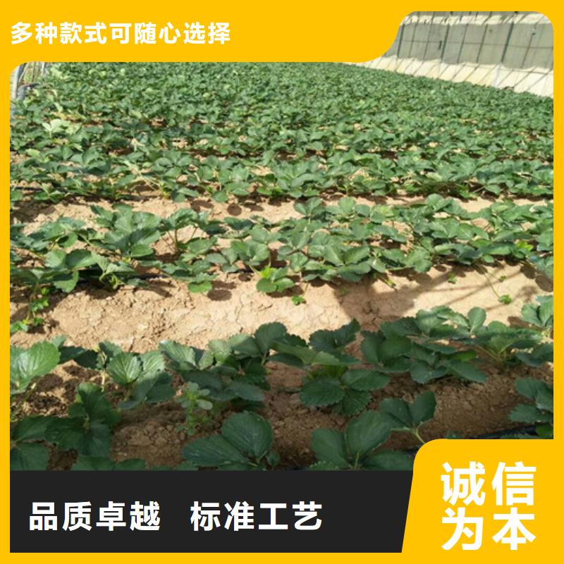 【草莓苗樱桃苗基地信誉至上】