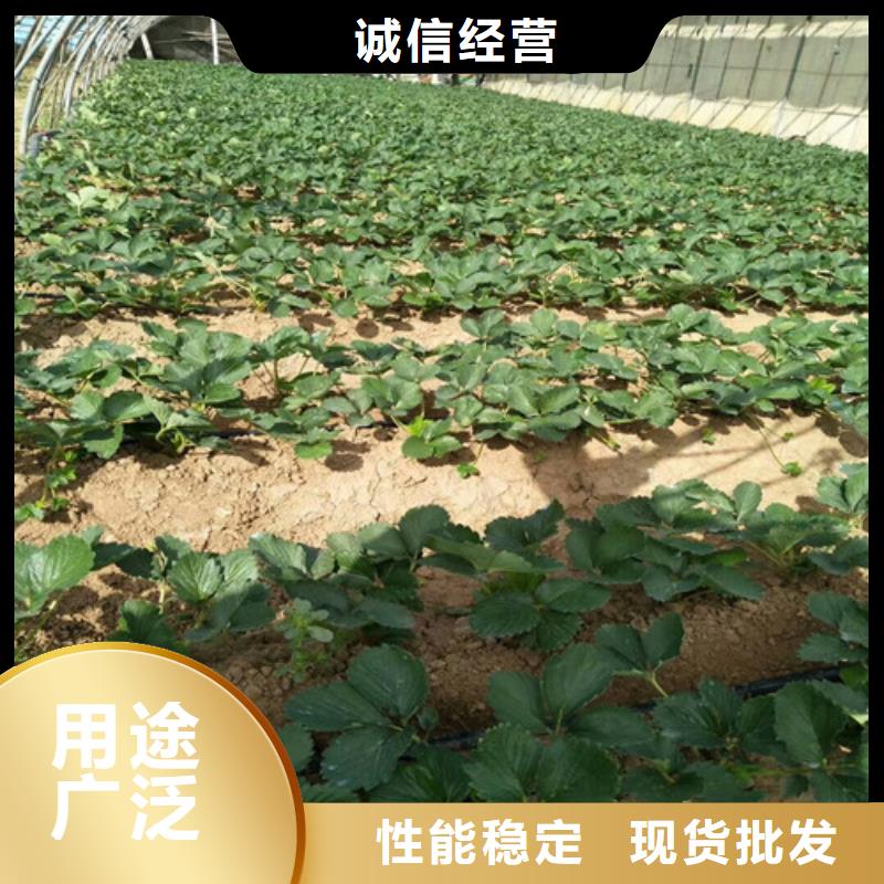 草莓苗-无籽葡萄树苗一周内发货