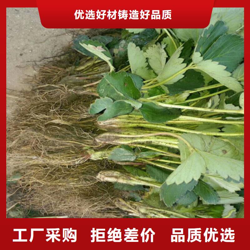 草莓苗果树苗批发基地源头厂家供应